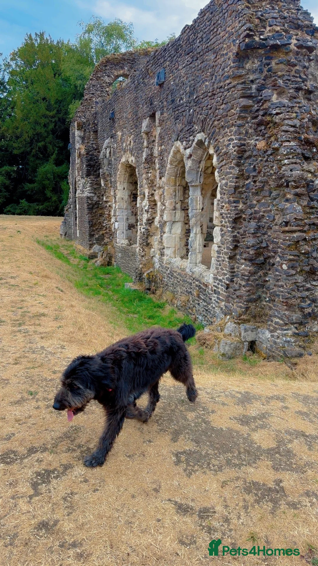 Mixed Breed dogs for sale: Rocky - Advert 2