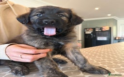 Mixed Breed dogs for sale: Goldendoodle x Blue Sable German Shepard puppies - Advert 11