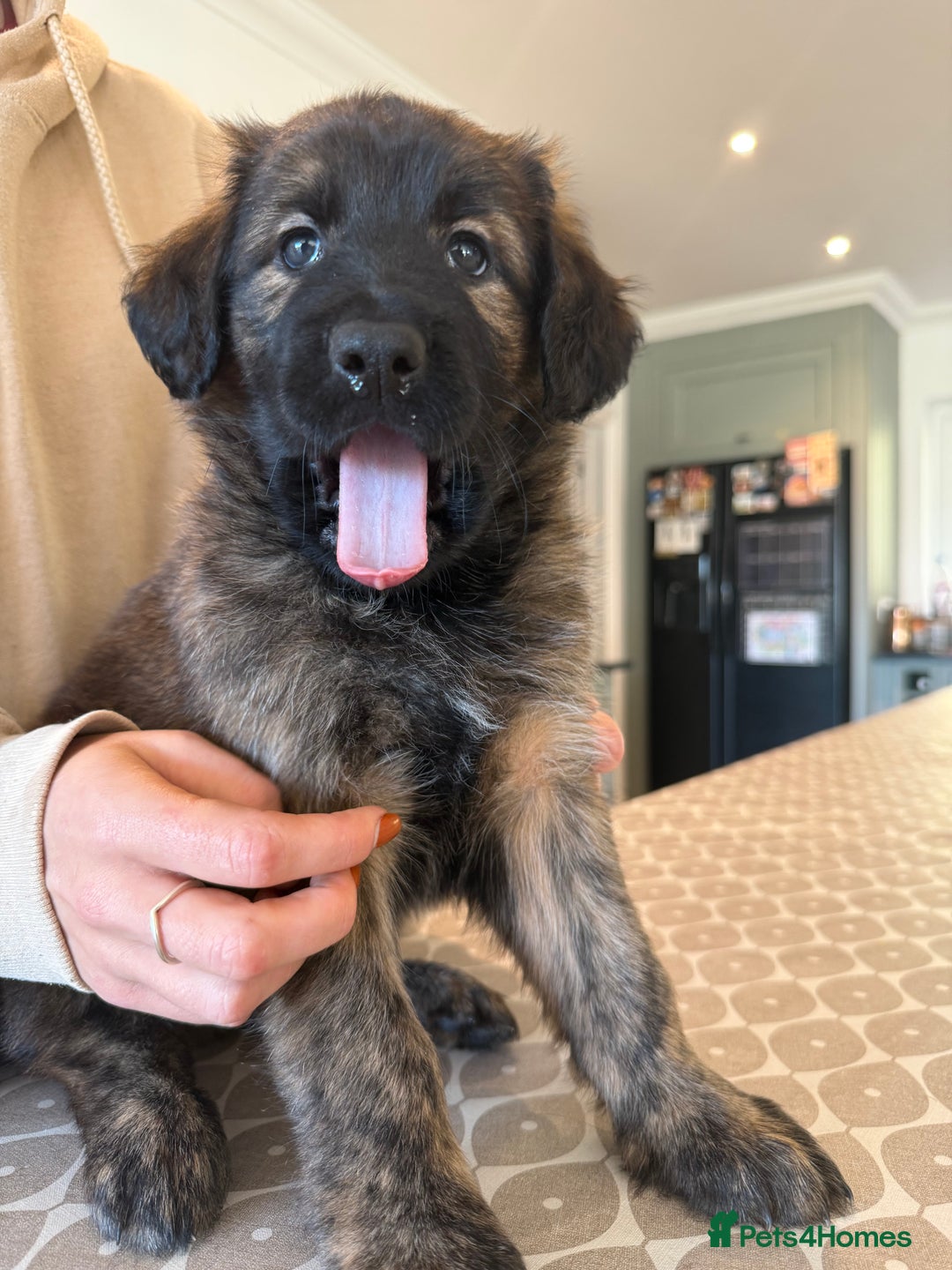 Mixed Breed dogs for sale: Goldendoodle x Blue Sable German Shepard puppies - Advert 11