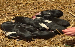 Mixed Breed dogs for sale: Sheepdog puppies for sale - Image 7