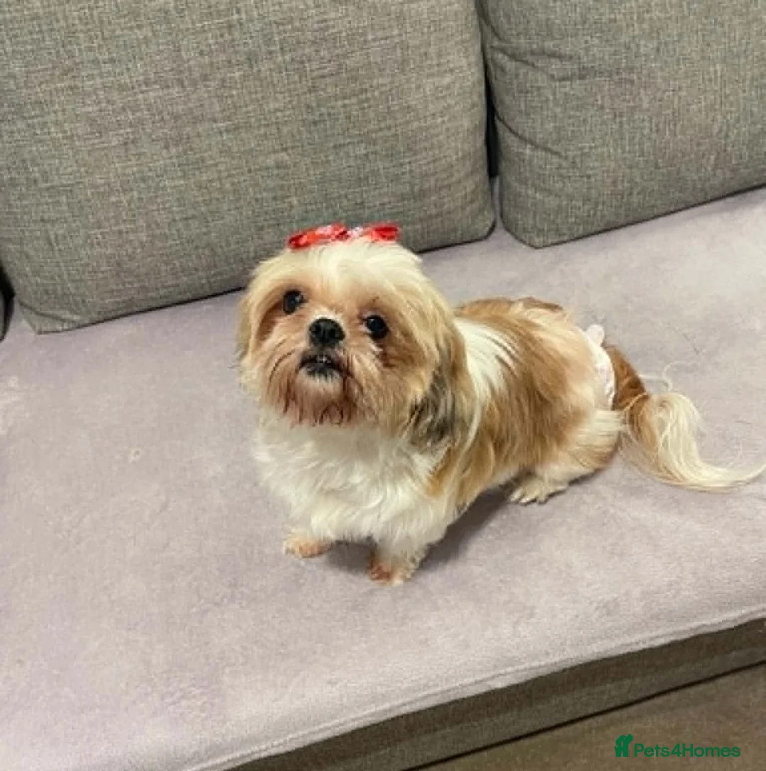 Shih Tzu dogs for sale:  🌟 2 Beautiful Female Puppies Ready Ready to go🌟 - Advert 14