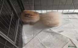 Pomeranian dogs for sale: Beautiful russian teddy pomeranians - Image 10