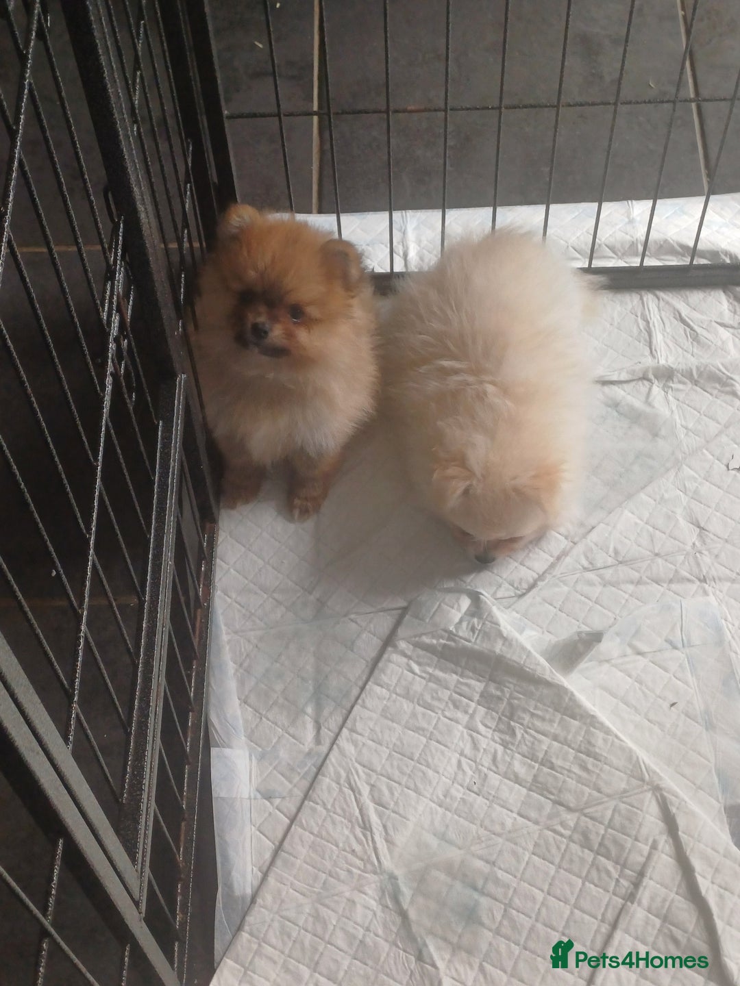 Pomeranian dogs for sale: Beautiful russian teddy pomeranians - Image 10