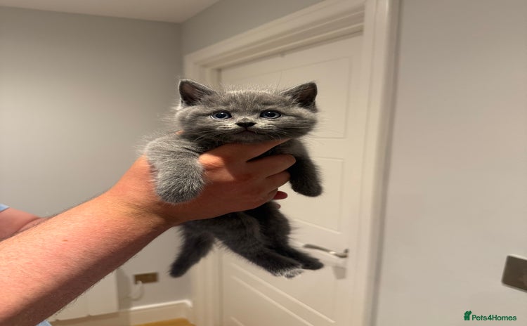 British Shorthair cats - Advert 1