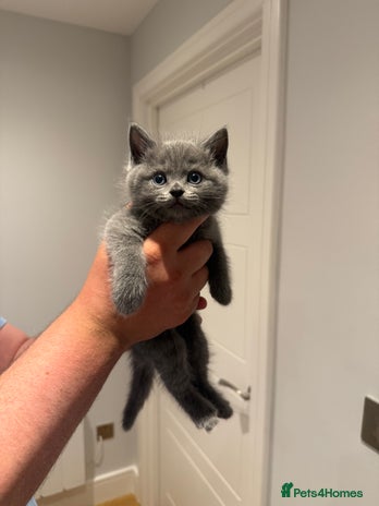British Shorthair cats - Advert 1