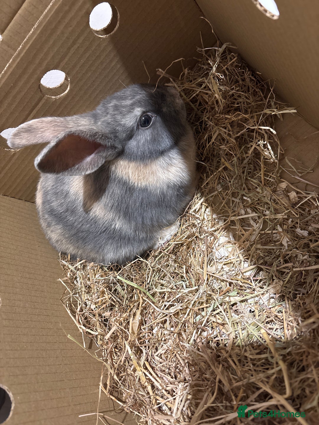 Mixed Breed rabbits for sale: Rabbit  - Advert 2