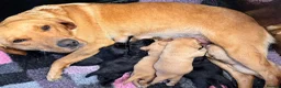 Labrador Retriever dogs for sale: Exceptional RKC Reg Labrador puppies - Advert 7