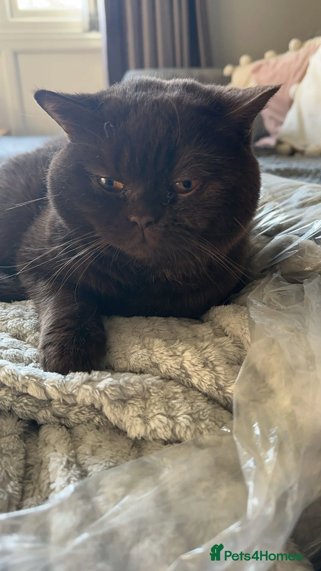 British Shorthair cats for stud: 🍫 🍊 TEDDYS CHOCOLATE ORANGE 🍊🍫 - Advert 3