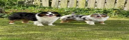 Australian Shepherd dogs for sale: Australian Shepherd Puppies in Chelmsford - Advert 4