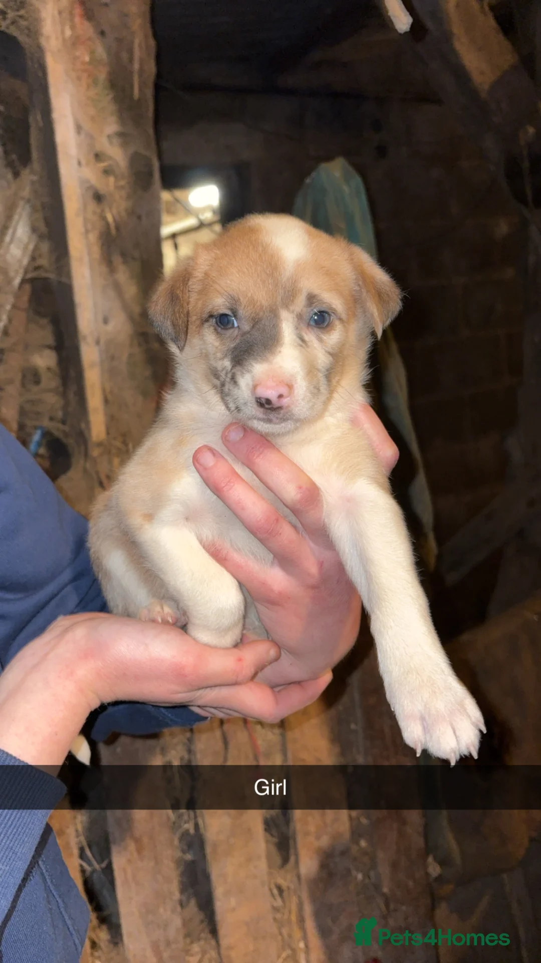 Mixed Breed dogs for sale: 8 Collie puppies for sale  in Newtown - Advert 9
