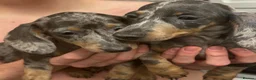 Miniature Dachshund dogs for sale: Miniature dachshund puppies  - Advert 4