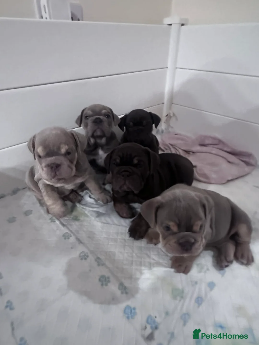 English Bulldog dogs for sale: 🏆Elite 2 lilac KC British bulldog - Advert 2