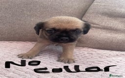 Mixed Breed dogs for sale: PUGAPOO 3 LEFT READY NOW  - Image 4