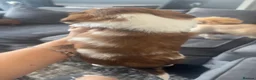 Shih Tzu dogs for sale: Stunning chocolate imperial Shih Tzu puppies  - Advert 17