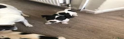 Jack Russell dogs for sale: Three beautiful Jack Russells in Sidcup - Advert 4