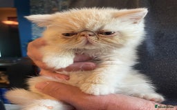 Exotic cats for sale: Exotic kitten - Image 1