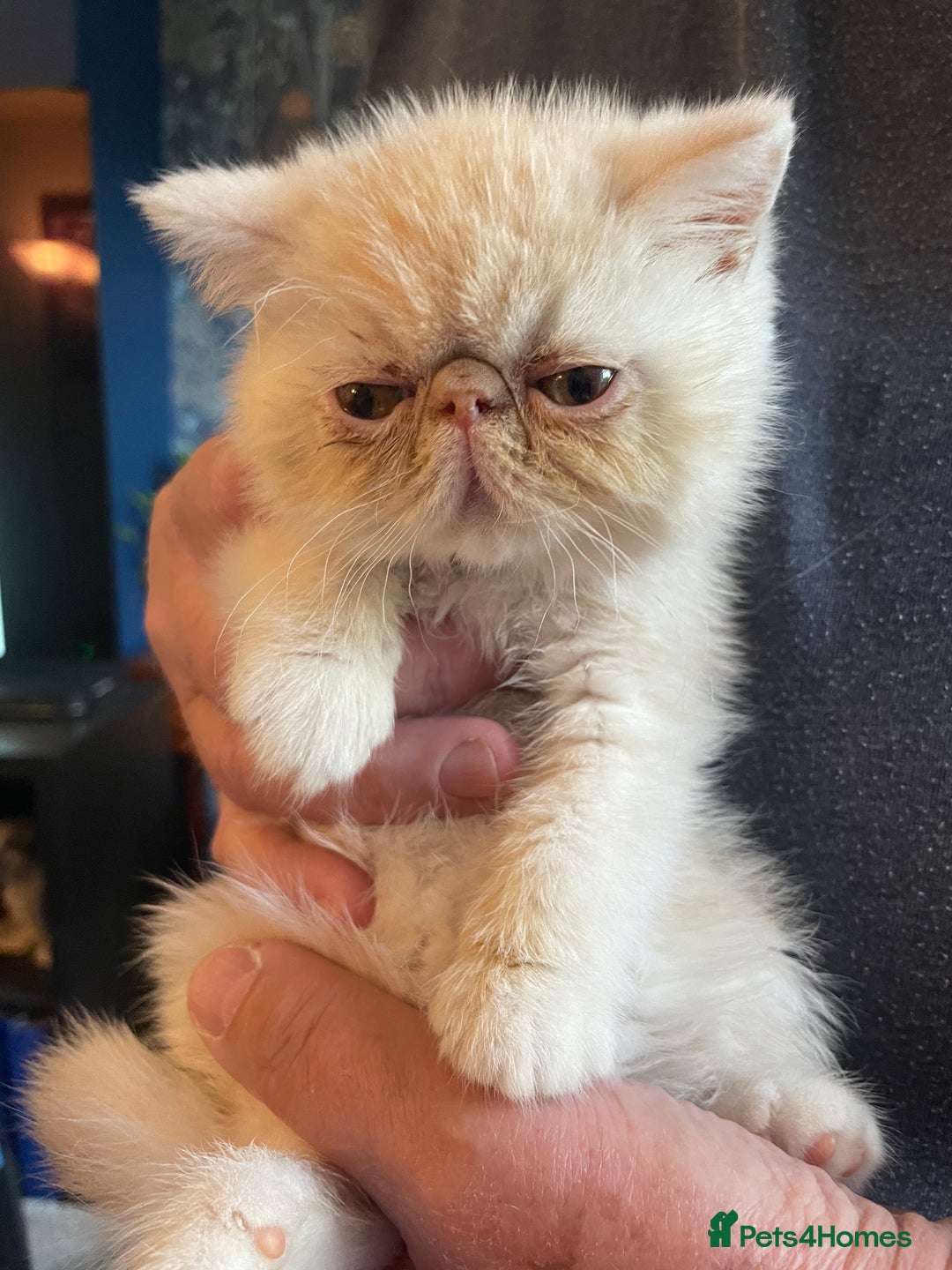 Exotic cats for sale: Exotic kitten - Image 1