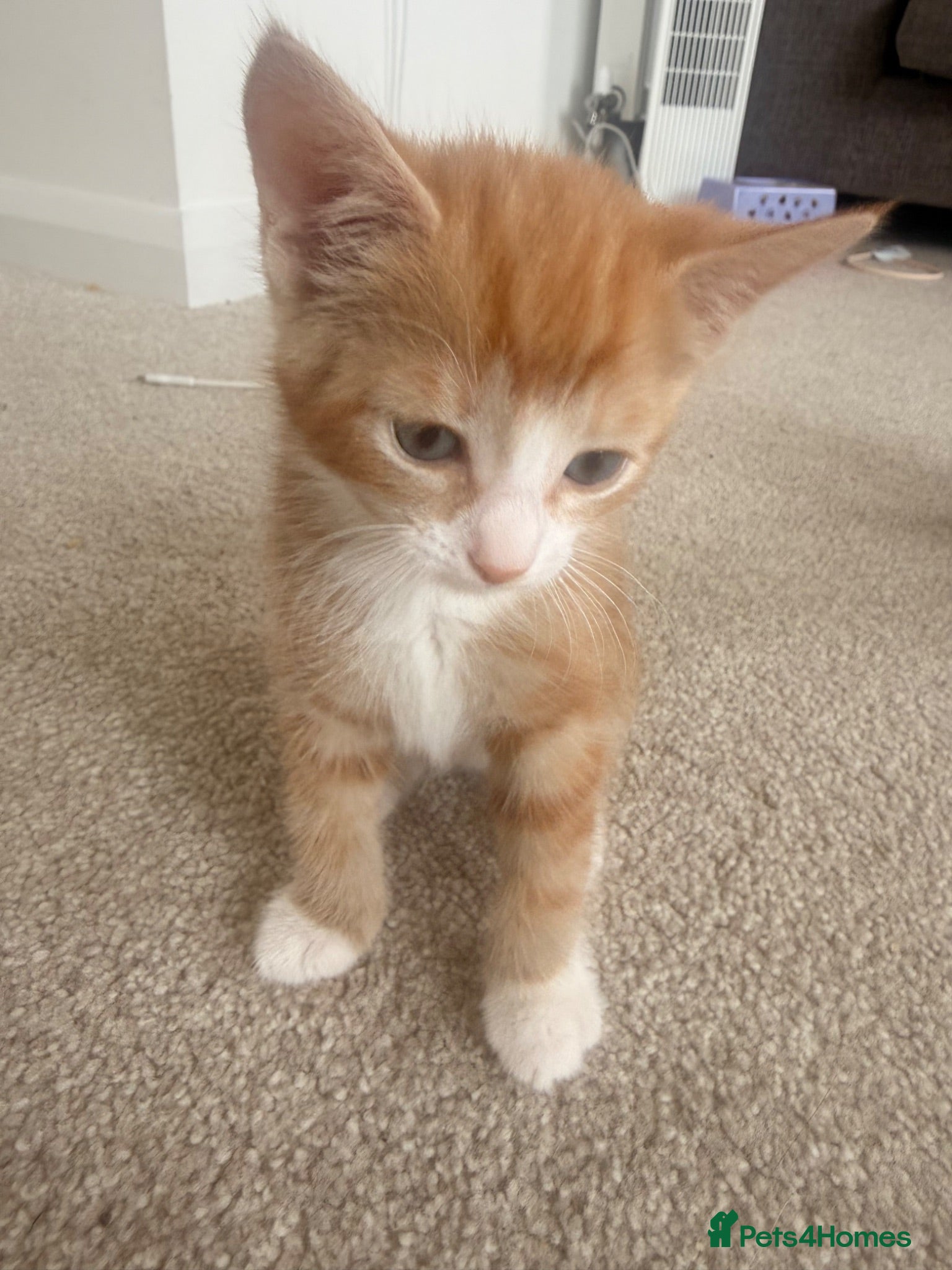 Mixed Breed cats Ginger boy kitten  - Advert 14