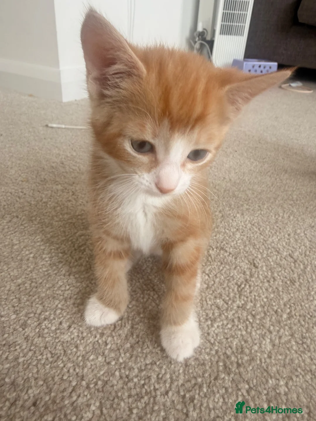 Mixed Breed cats for sale: Ginger boy kitten  - Advert 1