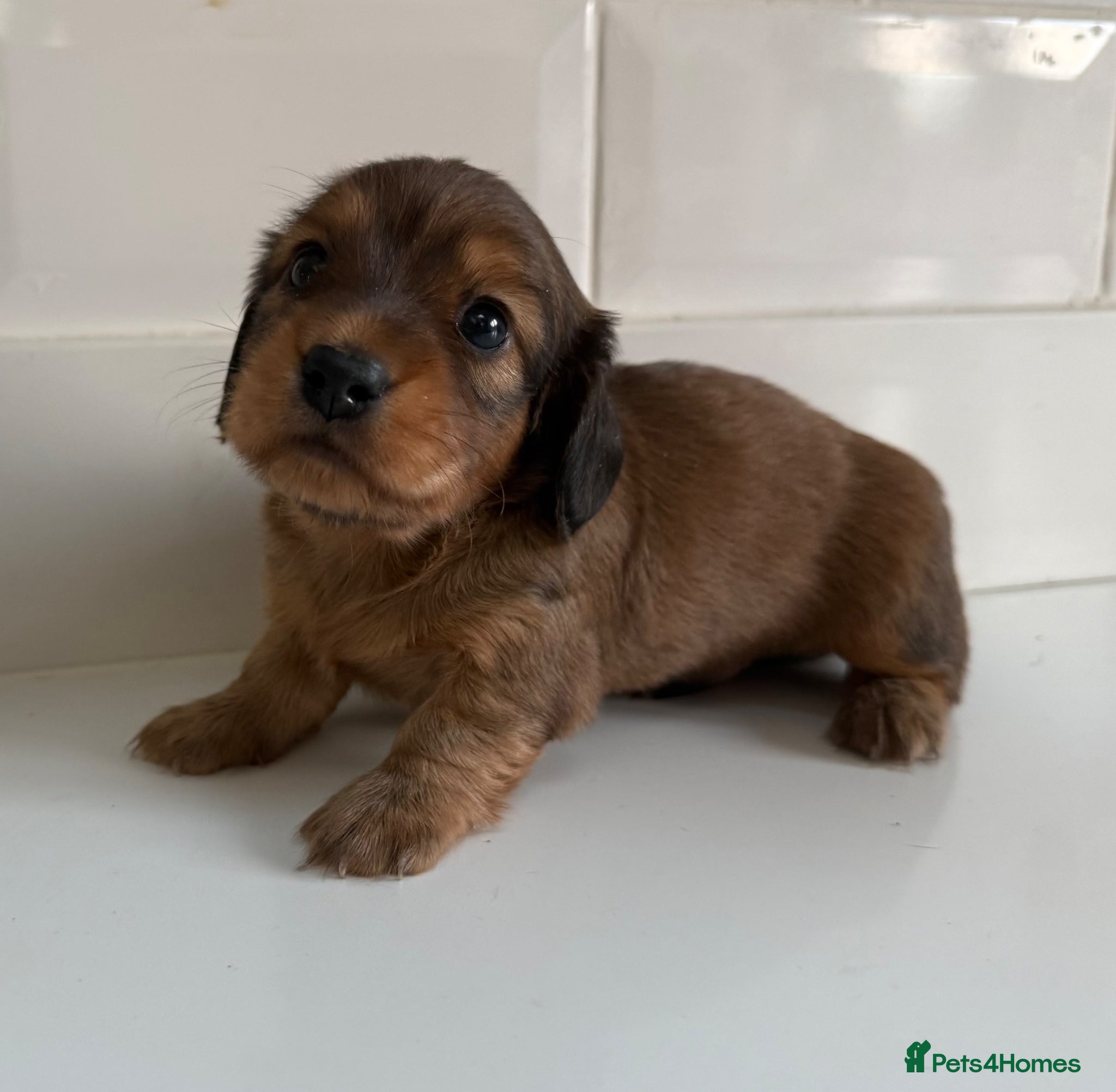 Miniature Dachshund dogs Miniature dachshund boys ❤️ 19/5/26 - Advert 11