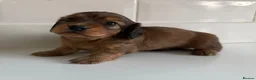 Miniature Dachshund dogs for sale: Beautiful Miniature dachshunds  - Advert 14