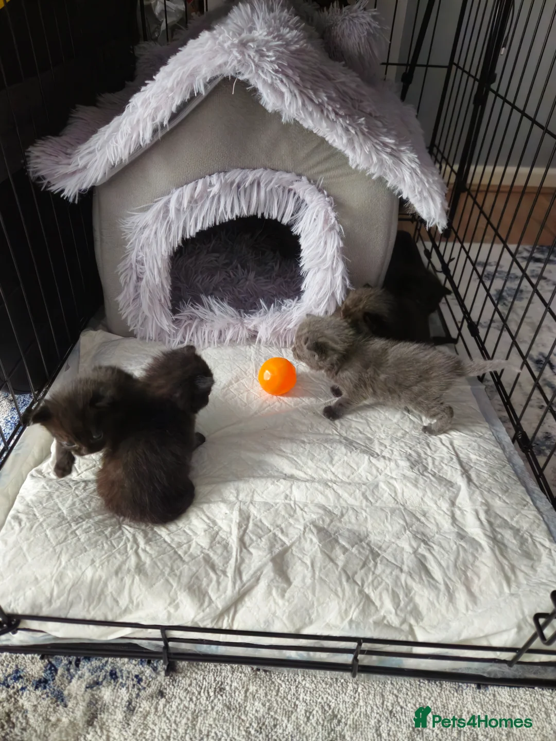 Mixed Breed cats for sale: kittens in Bedford - Advert 2