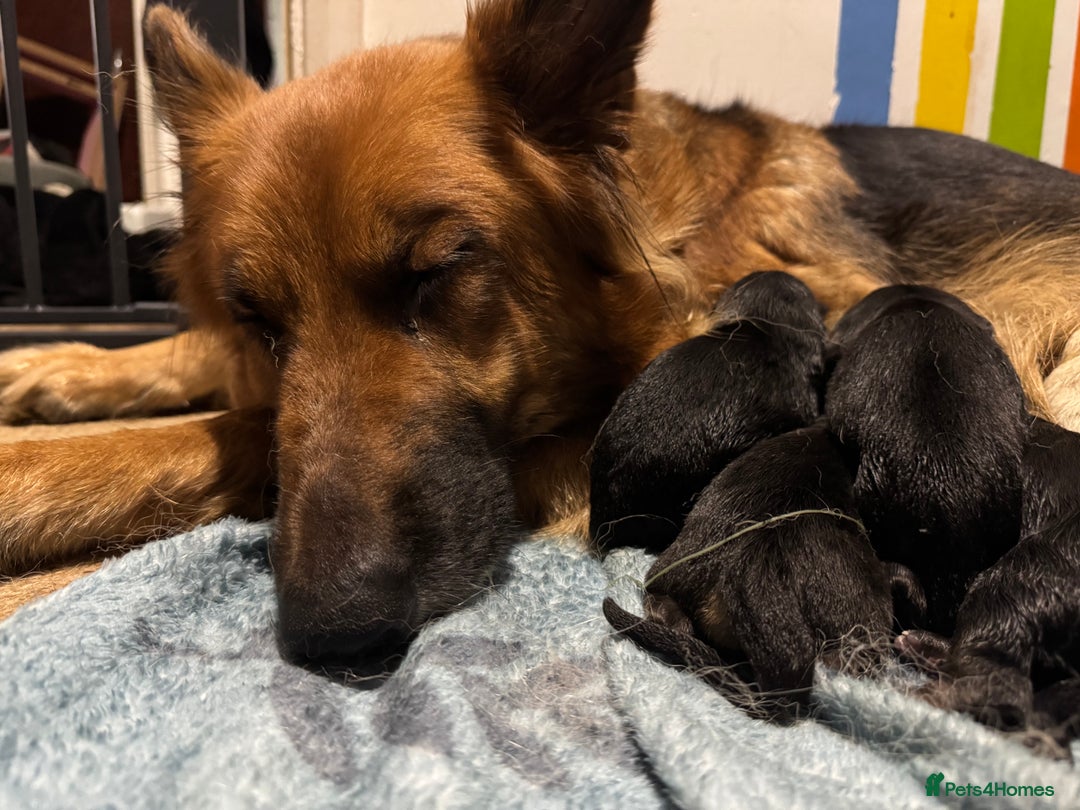 German Shepherd dogs for sale: Gorgeous German shepherd pups - Advert 19
