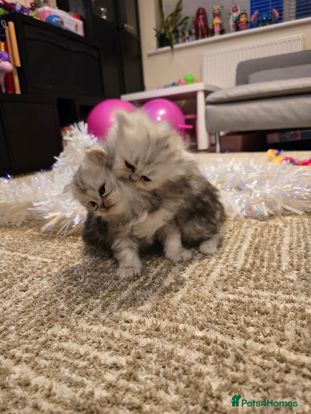Persian cats for sale: Persian fluffy angels - Advert 21