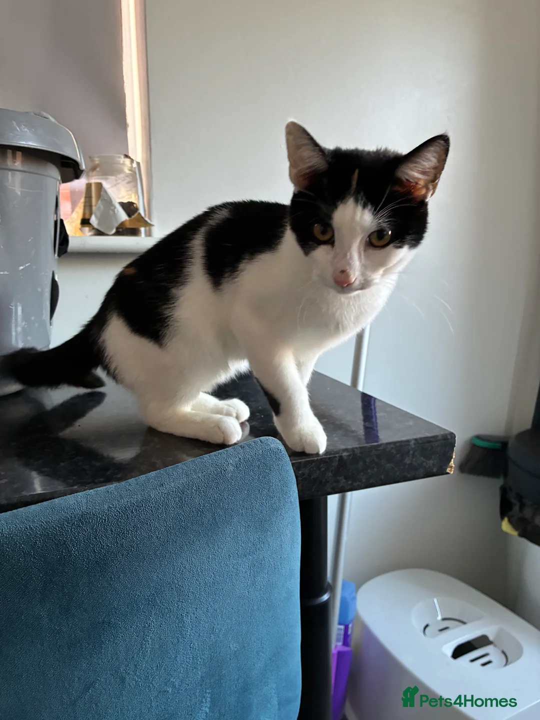 Mixed Breed cats for sale: Kitten for sale in Prenton - Advert 3