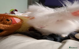 Lionhead rabbits for sale: Rabbit for adoption  - Image 3