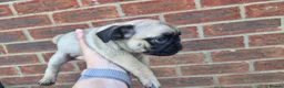Pug dogs for sale: Pugs Puppies for sale - Advert 16