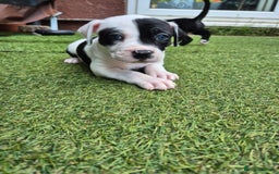 American Bulldog dogs for sale: American Bulldog Puppies  - Image 9