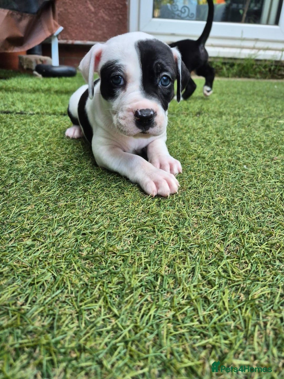 American Bulldog dogs for sale: American Bulldog Puppies  - Image 9