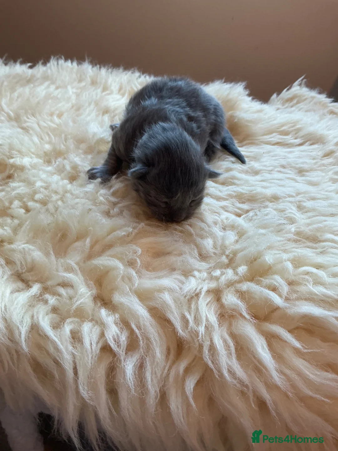 Ragcoon cats for sale: Can be put on waiting list Beautiful Ragcoons  - Advert 18