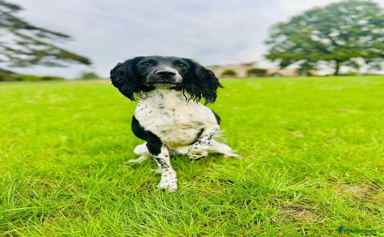 English Springer Spaniel dogs - Advert 1