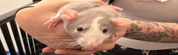 Rat rodents for sale: Adorable baby dumbo rats  - Advert 9