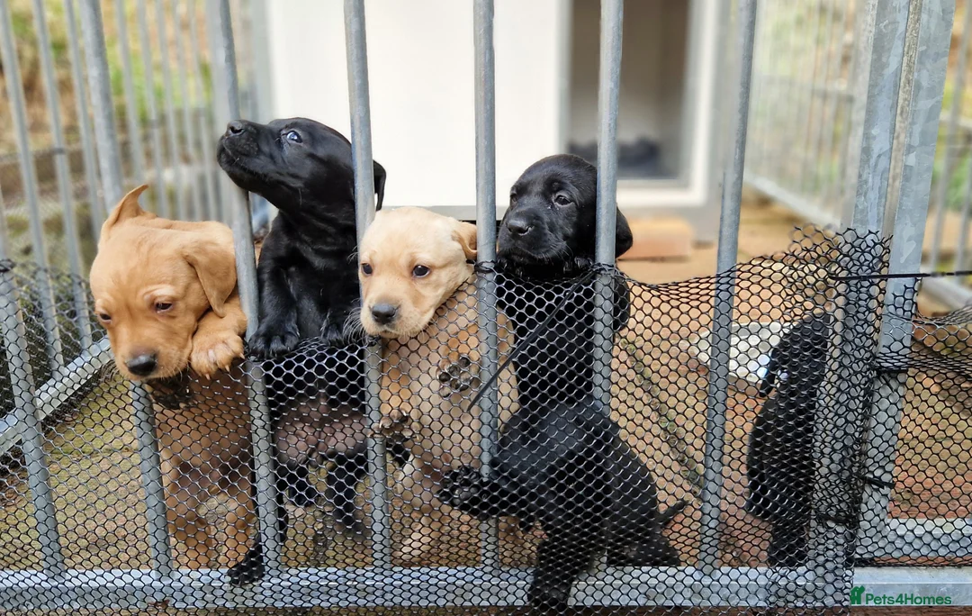 Mixed Breed dogs for sale: Vizsla X Lab in Grantown-on-Spey - Advert 1