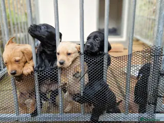 Mixed Breed dogs Vizsla X Lab - Advert 2