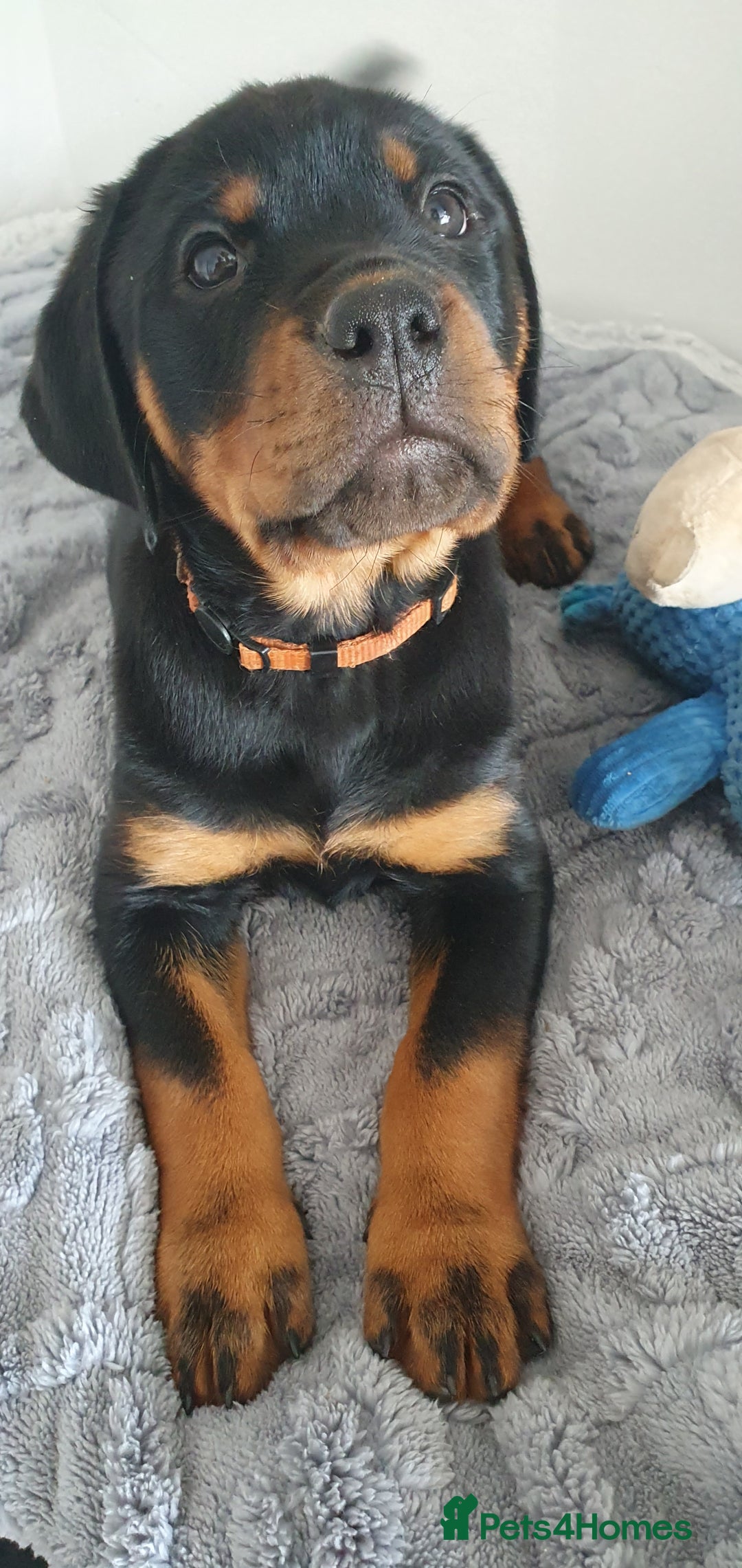 month rott puppies