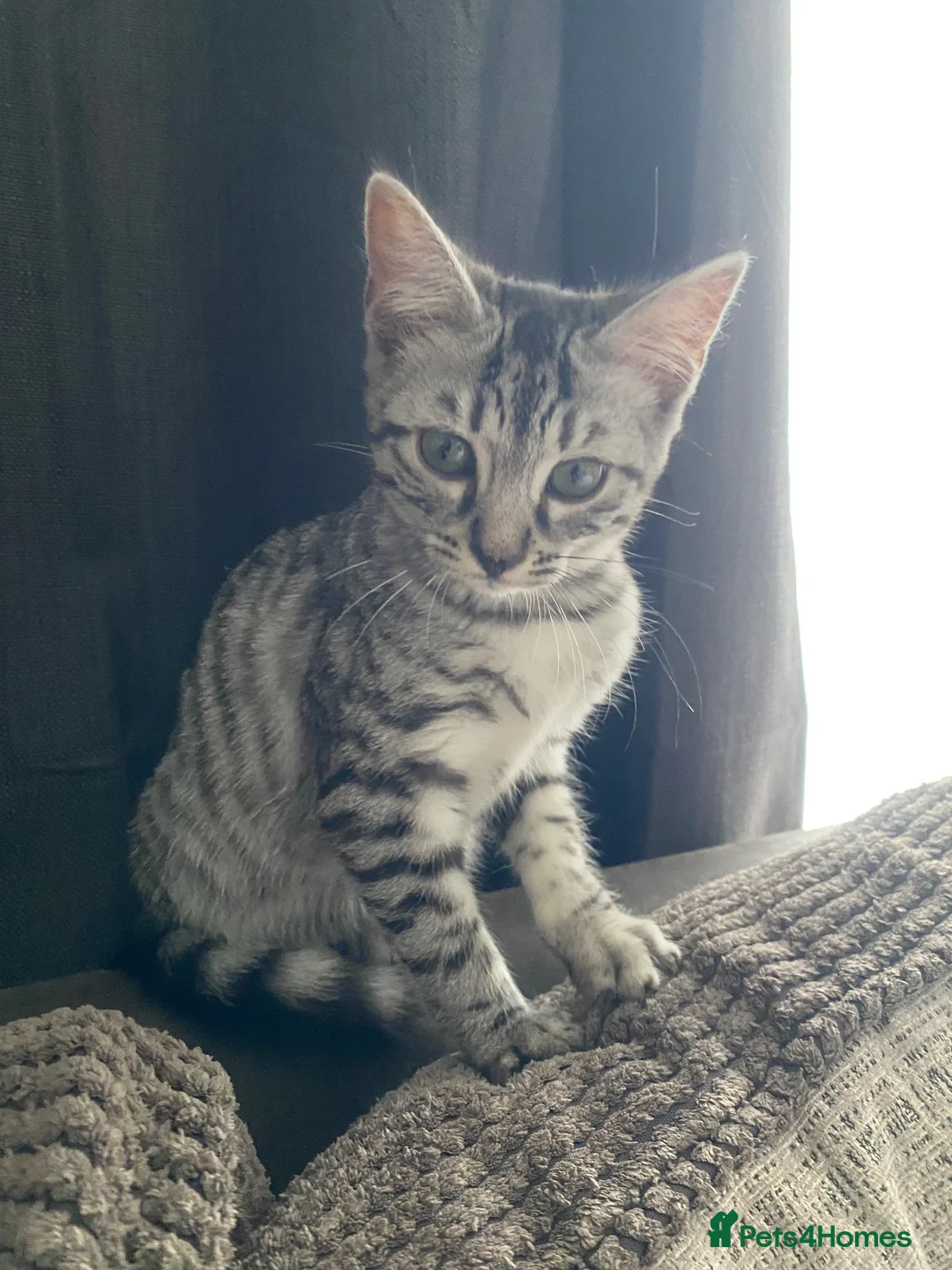 Mixed Breed cats for sale: Mixed breed  - Advert 3