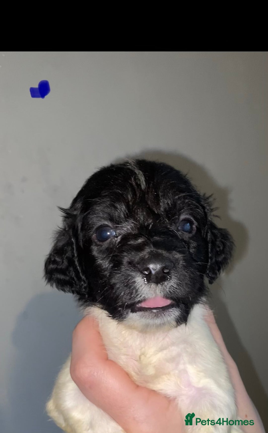 Mixed Breed dogs for sale: Pups looking for forever homes - Advert 3