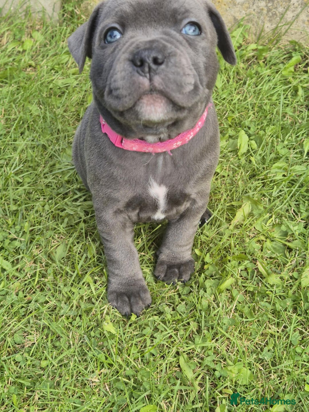 Staffordshire Bull Terrier dogs for sale: Staffordshire Bull Terrier Puppy purple  - Beautiful KC reg Blue Staffordshire bullterriers  - Image 5