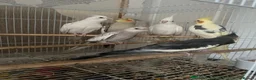Cockatiels birds for sale: Hand tame cockatiels  - Advert 35