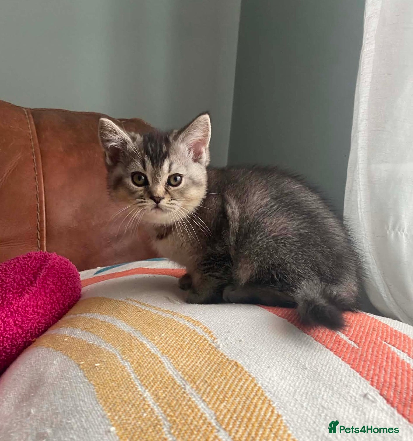 Scottish Fold cats Two little buddies looking for home - Advert 1