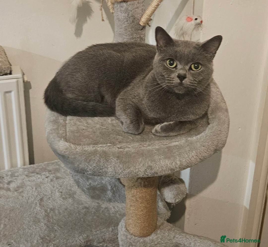 British Shorthair cats for sale: British Shorthair Cats for sale - Image 3