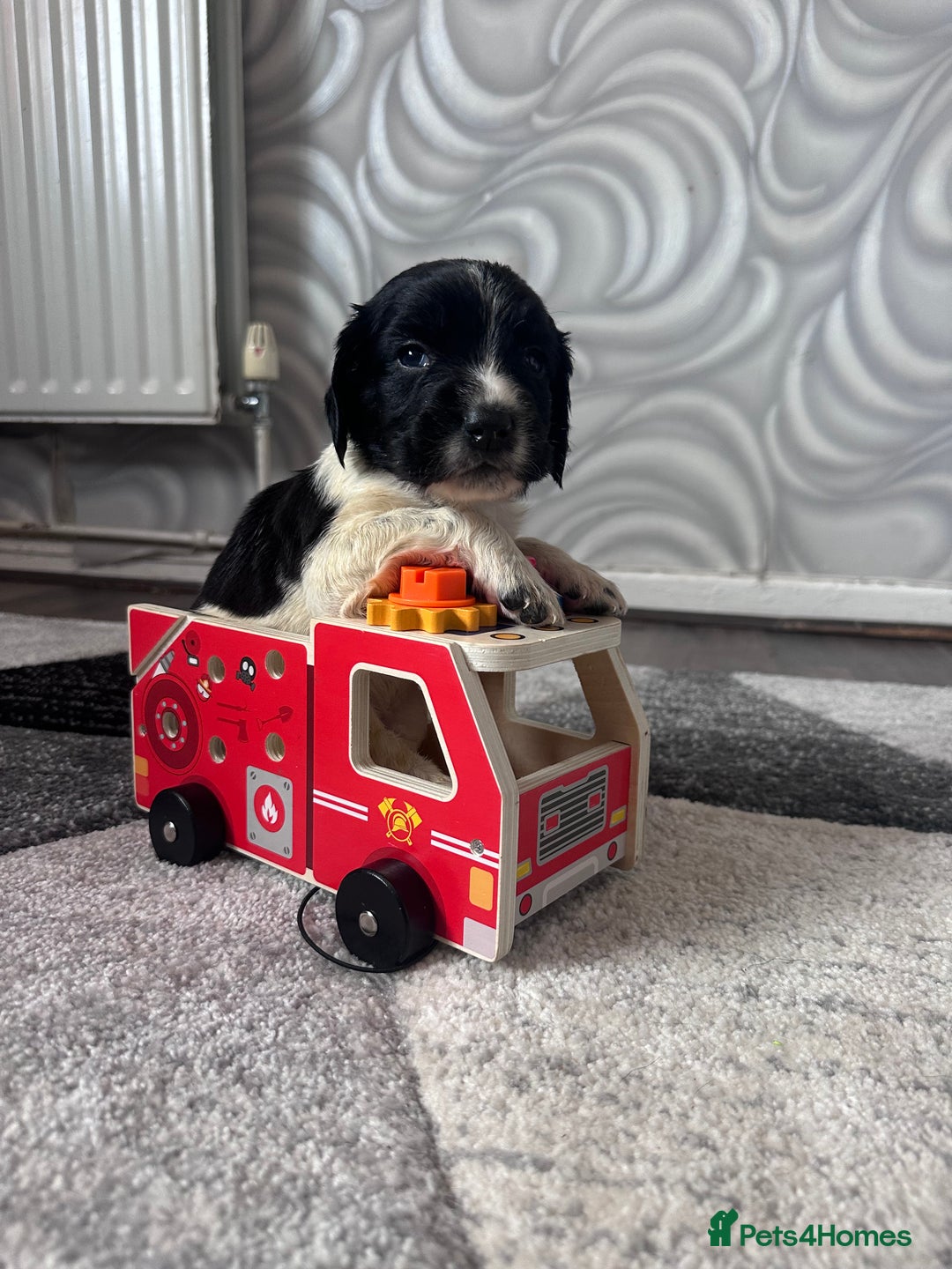 English Springer Spaniel dogs for sale: English springer spaniel.Ready to leave 21/11/25 - Image 36