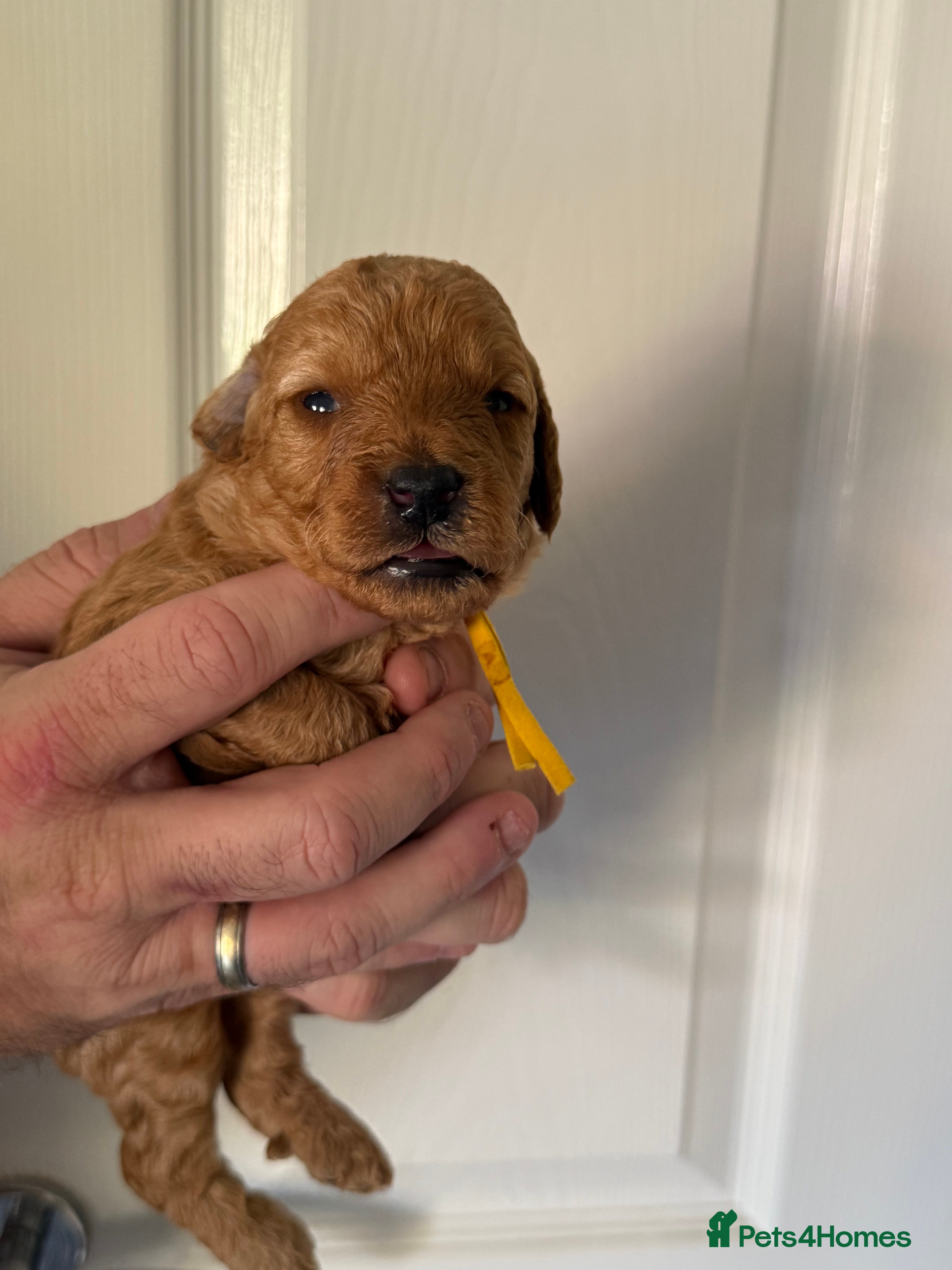 Labradoodle dogs  F1BB Miniature Labradoodle Puppies – Home Raised - Advert 2