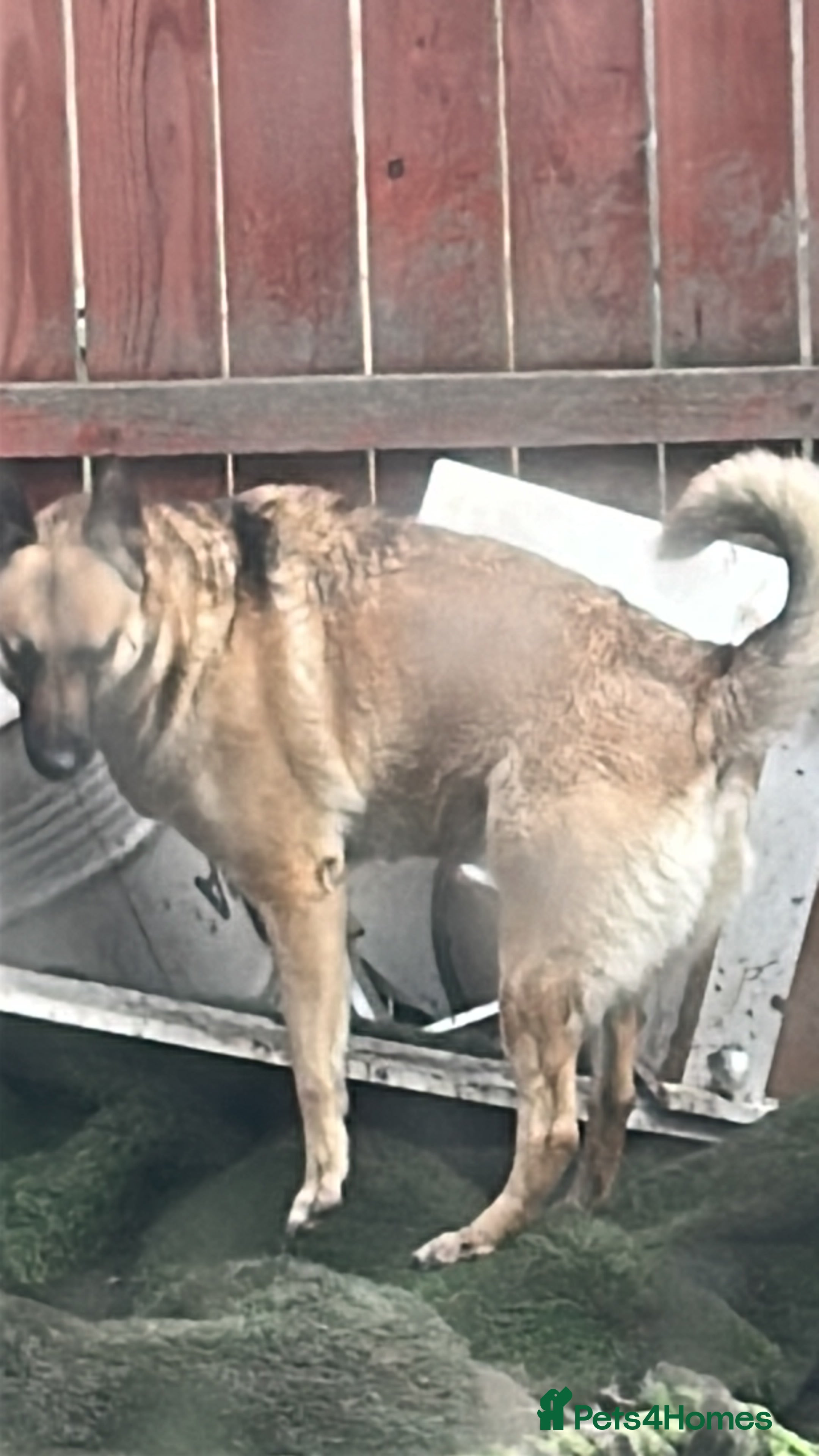 Mixed Breed dogs Belgium malanois/husky - Advert 1