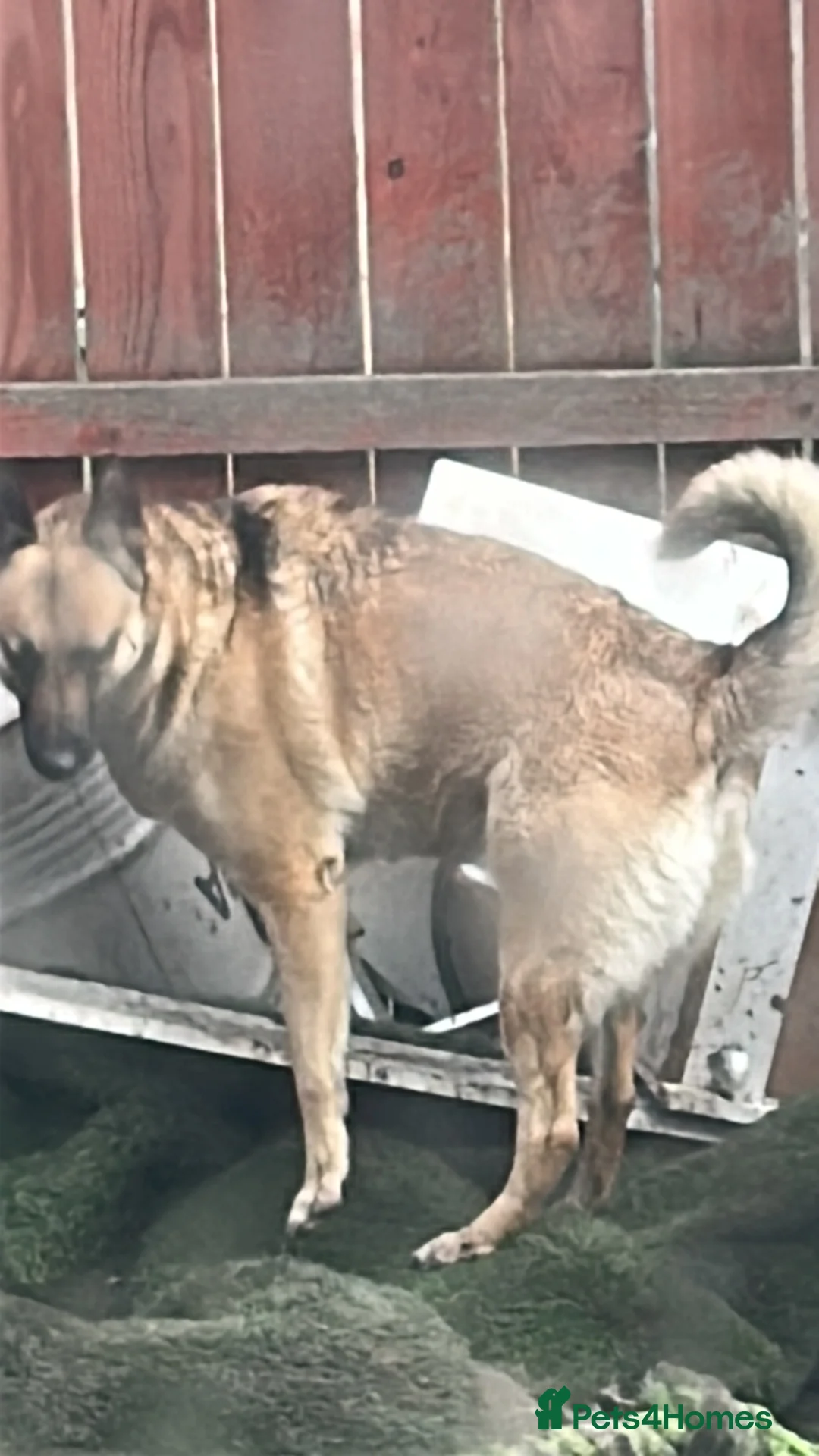 Mixed Breed dogs for sale: Belgium malanois/husky - Advert 1