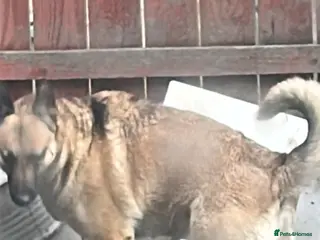 Mixed Breed dogs Belgium malanois/husky - Advert 1